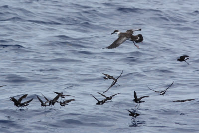 Greater Shearwater