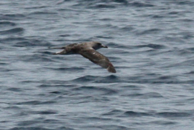 Cory's Shearwater, way point 15