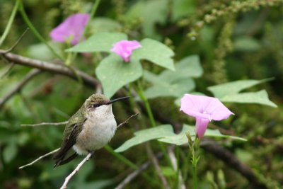 Ruby-throated and Morning Glory - Peveto Woods