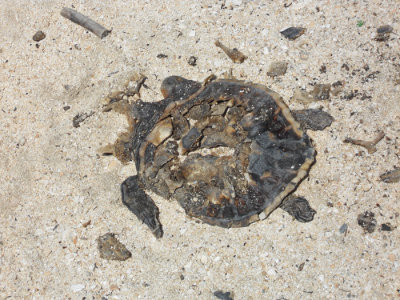 Rutherford Beach, Turtle casualty