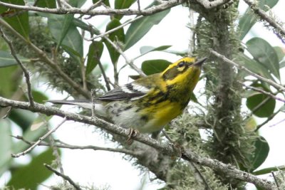 Townsend's Warbler, Peveto Sanctuary, 9/20/10, and Beach Planting, LSU Ag Center and St Martin Catholic School