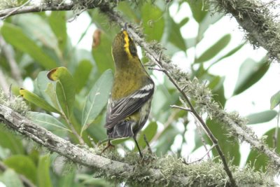 Townsend's Warbler