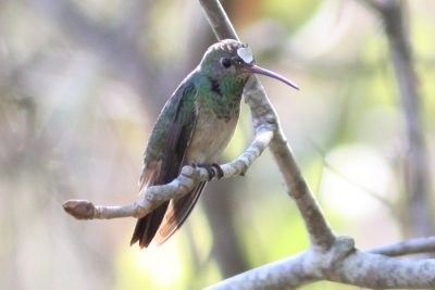 Buff-bellied Hummingbird, Baton Rouge to Lafayette