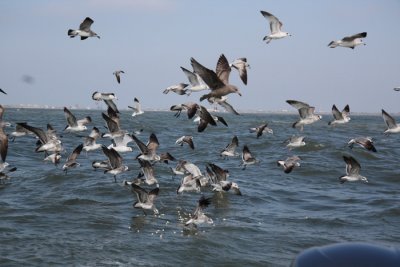 Cameron Parish, Calcasieu River and offshore, 11/20/10