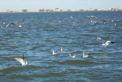Gulls and Holly Beach