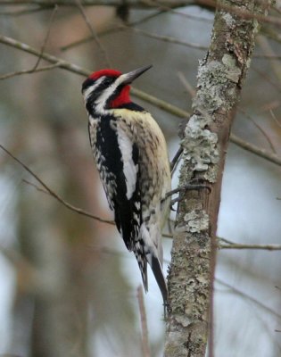 Yellow-bellied Sapsucker