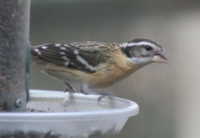 Black-headed Grosbeak