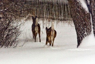 Deer Running