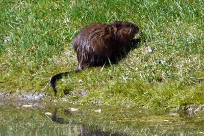 Water Rat or Muskrat?