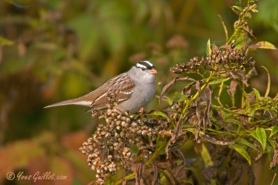 Bruant  couronne blanche - White-crowned Sparrow - 2 photos