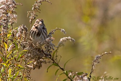 Bruant chanteur - Song Sparrow - 6 photos