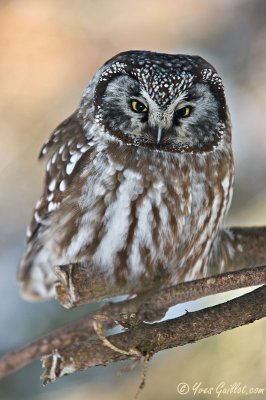 Nyctale de Tengmalm - Boreal Owl - 6 photos