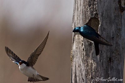 Hirondelle bicolore - Tree Swallow - 9 photos