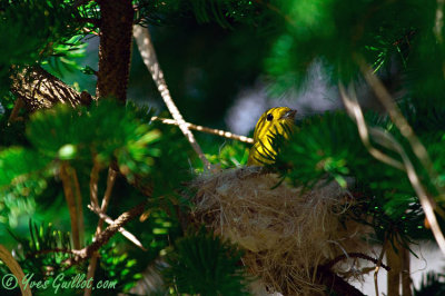 Paruline jaune au nid 05-09 #0839.jpg