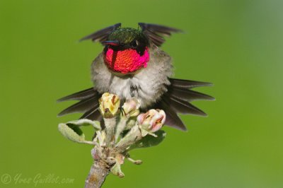 Colibri à gorge rubis - Ruby-throated Hummingbird - 18 photos