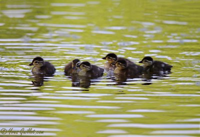 Bbs canards branchus #4797.jpg