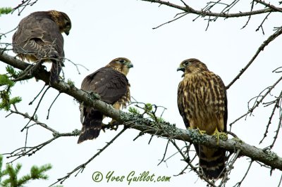 Trois fauconneaux perchs #1355.jpg