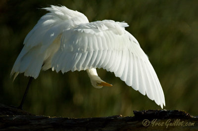 Grande aigrette - Great Egret - 22 photos