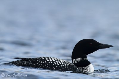 Plongeon huard #8589.jpg