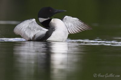 Plongeon huard - ailes ouvertes #8801.jpg