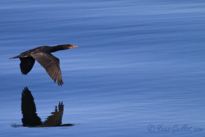 Cormoran à aigrettes - Double-crested Cormorant - 1 photo