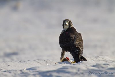 Faucon pèlerin - Peregrine Falcon - 16 photos
