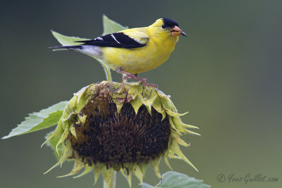 Chardonneret jaune mle + tournesol #5674.jpg