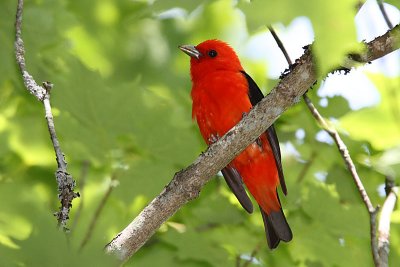 Piranga écarlate - Scarlet Tanager - 3 photos