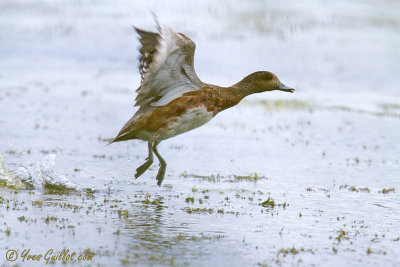 Canard d'Amrique femelle #7051.jpg