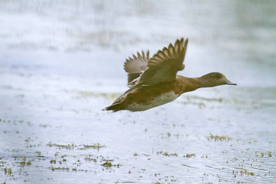 Canard d'Amrique femelle #7052.jpg