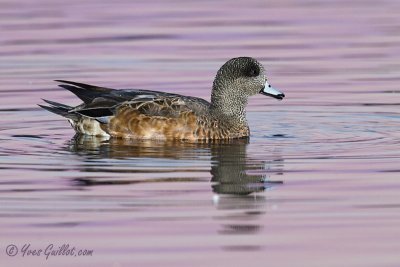 Canard d'Amrique femelle #1008.jpg