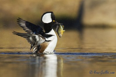 Harle couronn mle avec poisson #3205.jpg