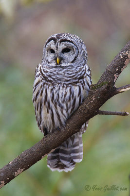 Chouette rayée - Barred Owl - 20 photos