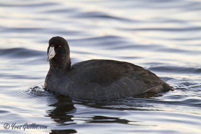 Foulque d'Amrique - American Coot - 3 photos