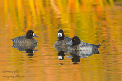 Petits fuligules 1 mle & 2  femelles #0053.jpg