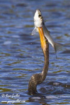 Anhinga dAmrique  & poisson #6422 .jpg