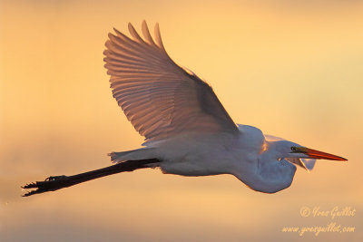 Grande aigrette - en vol ciel dor #1201-2 recadre2.jpg