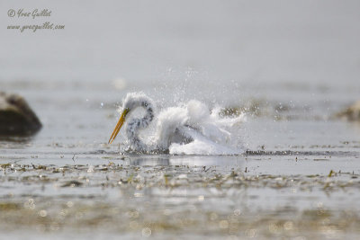 Grande aigrette au bain #0190.jpg