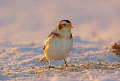 Bruant des neiges - Snow Bunting - 26 photos