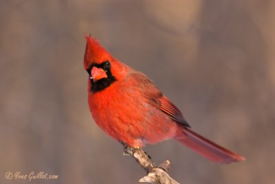 Cardinal rouge mle #0520 - nuageux.jpg
