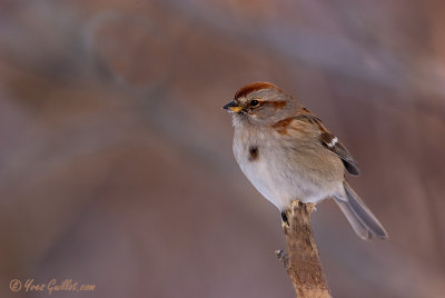 Bruant hudsonien - American Tree Sparrow - 2 photos
