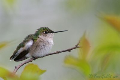 colibiri femelle  #2459.jpg