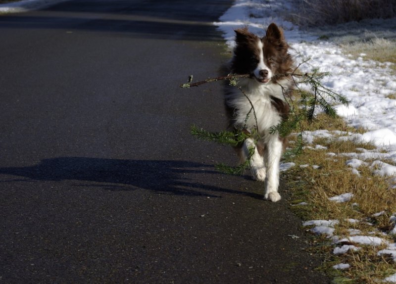 happy with a stick