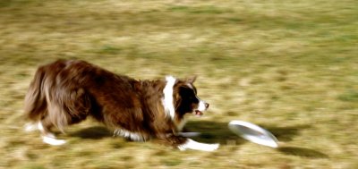 frisbee addict