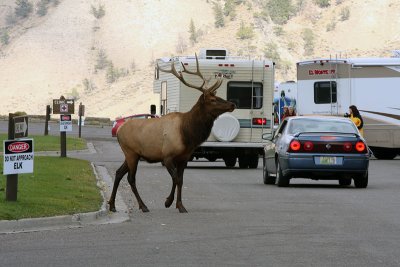 Elk crossing.jpg