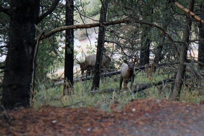Elk in the woods.jpg
