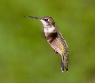 Juvenile Male Ruby-Throated Hummingbird