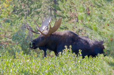 Moose With Branches Stuck In His Horns