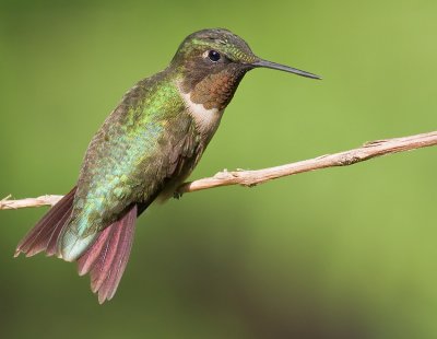 Adult Male Ruby-Throated Hummingbird