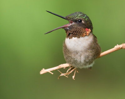 Adult Male Ruby-Throated Hummingbird - Open Beak